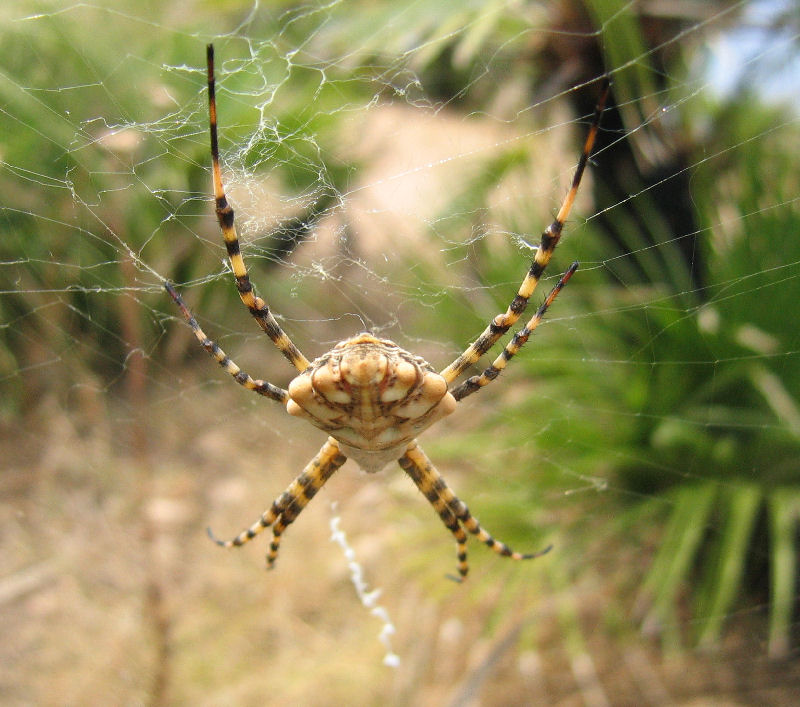 Argiope bruennichi e Argiope lobata